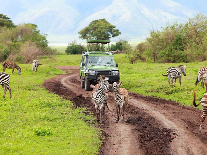 sydafrika safari kruger park