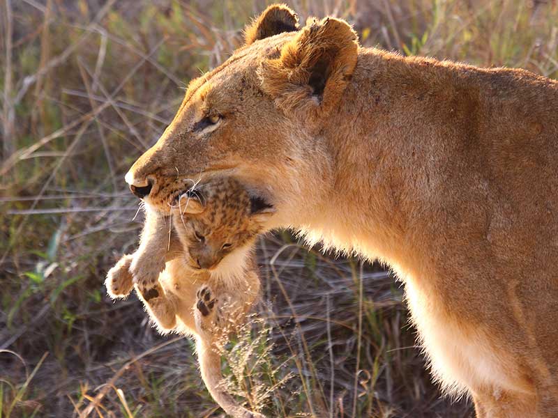 Safari i Sydafrika